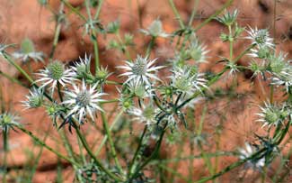 Eryngium heterophyllum, Wright's Eryngo, Southwest Desert Flora